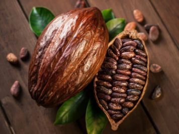 cacao-nacimiento-del-cacao